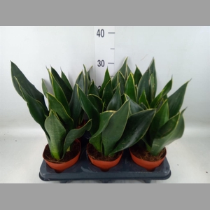 Sansevieria trifa.   ...