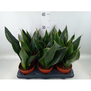 Sansevieria trifa.   ...