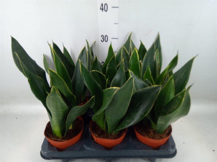 <h4>Sansevieria trifa.   ...</h4>