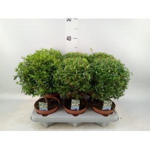 Myrtus communis
