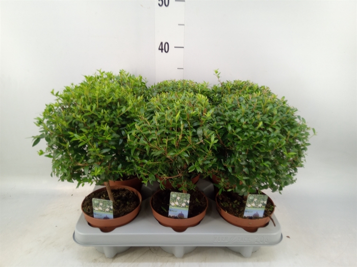 <h4>Myrtus communis</h4>