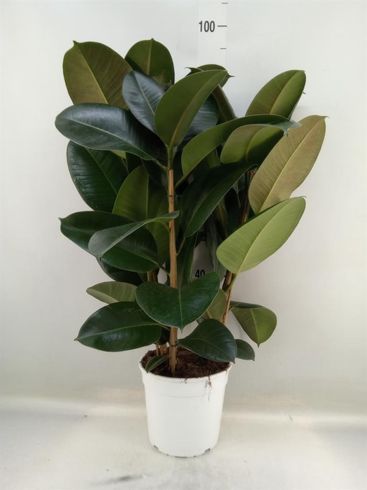 <h4>Ficus   ...</h4>