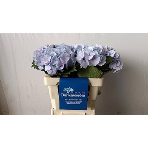 HYDR M CH LOLLYPP BL