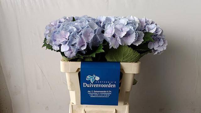 <h4>HYDR M CH LOLLYPP BL</h4>