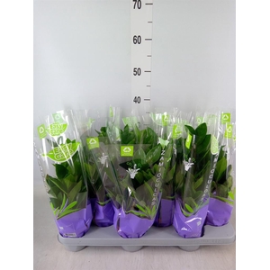 Zamioculcas zamiifolia