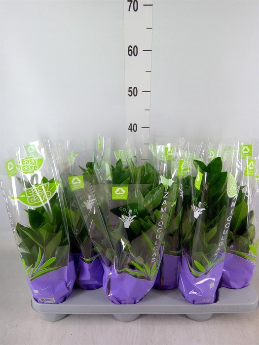 <h4>Zamioculcas zamiifolia</h4>