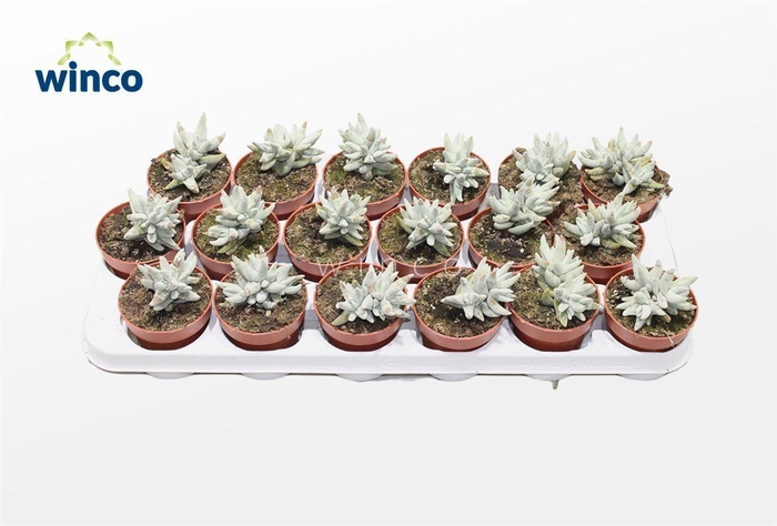 <h4>Crassula Cornuta</h4>