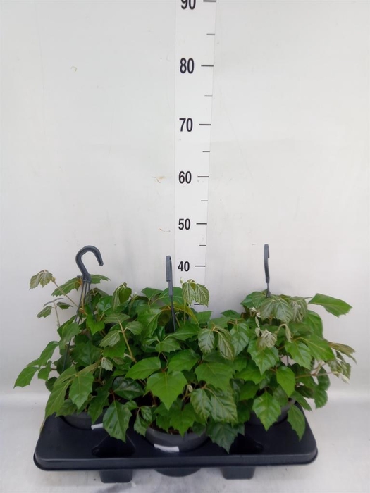 <h4>Cissus rhombifolia</h4>