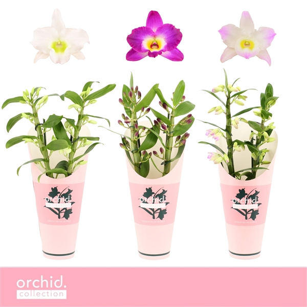 <h4>Dendrobium nobile mixed</h4>