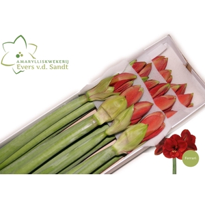 HIPPEASTRUM GA 'FERRARI'