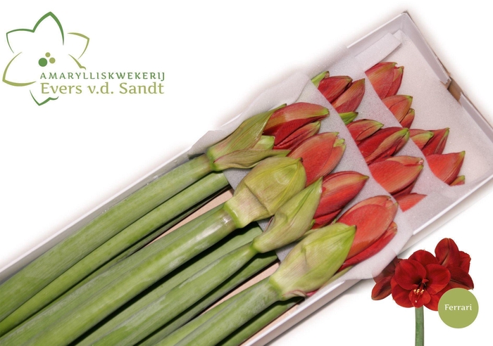 <h4>HIPPEASTRUM GA 'FERRARI'</h4>