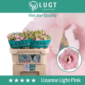 Lisianthus Lisanne light pink