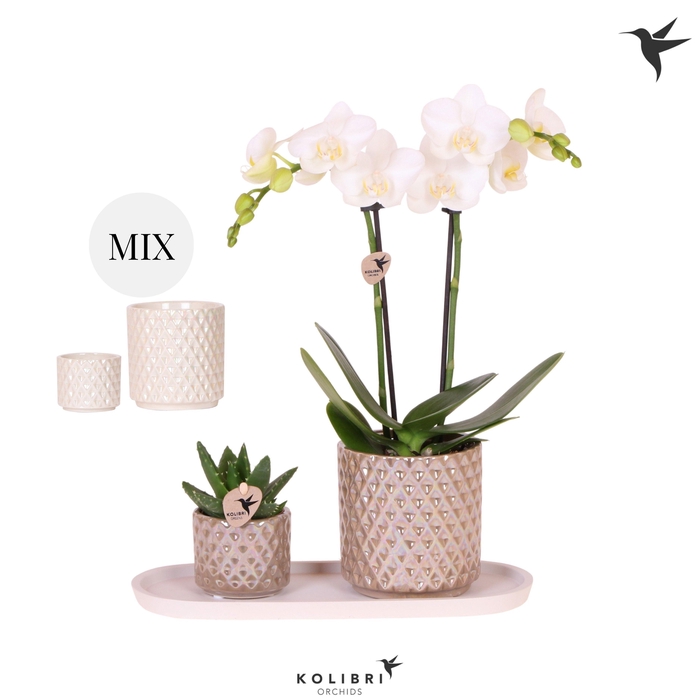 <h4>Kolibri Gift Set small Diamond</h4>