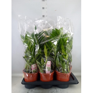 Zamioculcas zamiifolia 'Pixie'