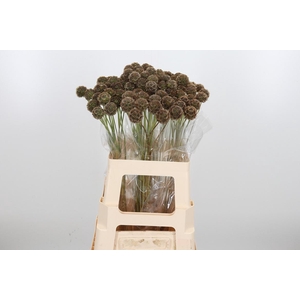 Scabiosa Stell Zaaddoos