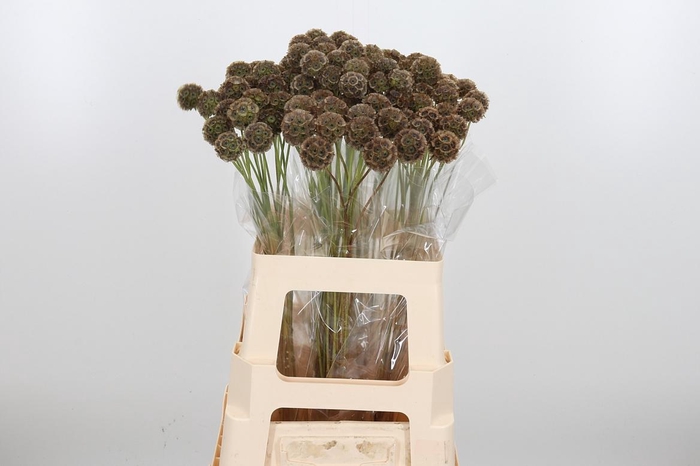 <h4>Scabiosa Stell Zaaddoos</h4>
