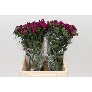 Dianthus Br Amazon Neon Cherry