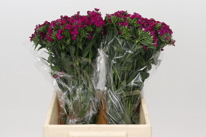 <h4>Dianthus Br Amazon Neon Cherry</h4>