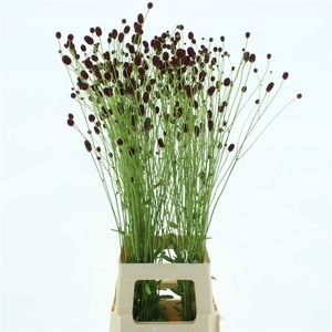 Sang Officinalis