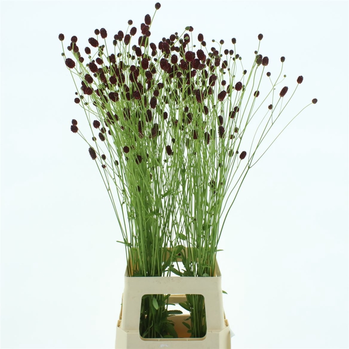 <h4>Sang Officinalis</h4>
