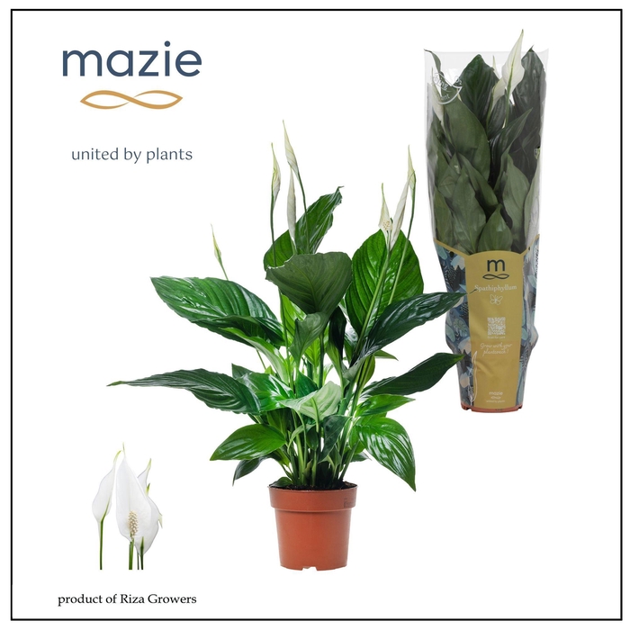 <h4>SPATH SWEET RICARDO</h4>