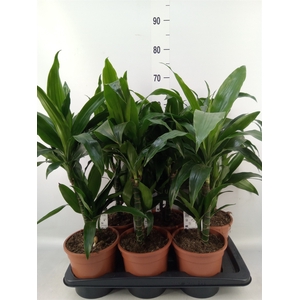 Dracaena frag. 'Janet Craig'