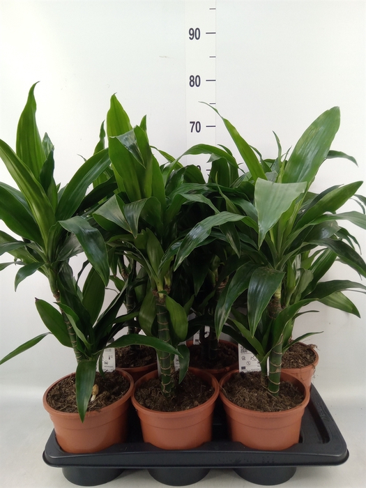 <h4>Dracaena frag. 'Janet Craig'</h4>