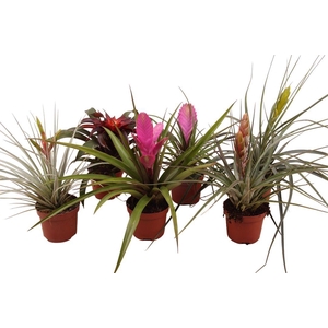 Bromelia 9cm mix