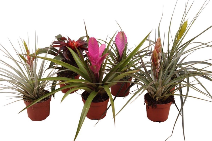 <h4>Bromelia 9cm mix</h4>