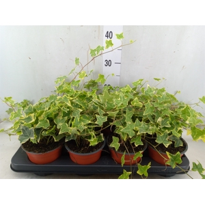 Hedera helix 'Goldchild'