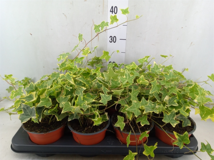<h4>Hedera helix 'Goldchild'</h4>