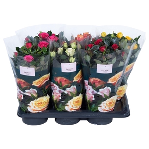 Nolina Roses Ø 17 cm Mix