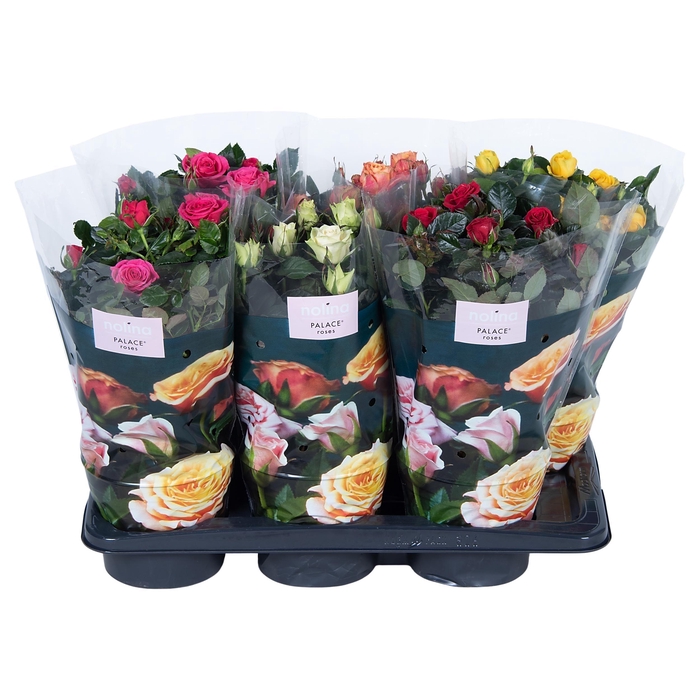 <h4>Nolina Roses Ø 17 cm Mix st. 2-3</h4>