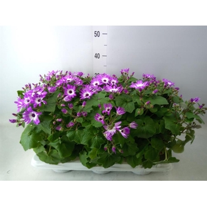 Pericallis cr. 'Senetti Violet Bic'