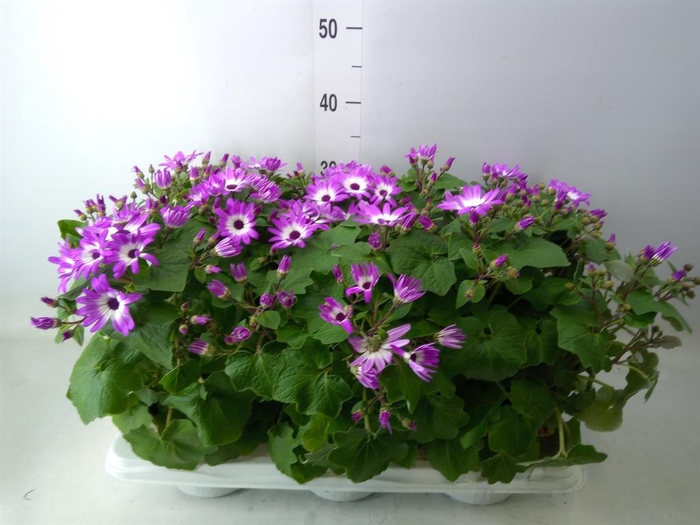 <h4>Pericallis cr. 'Senetti Violet Bic'</h4>
