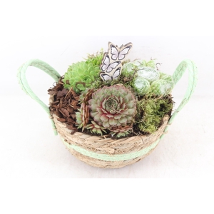 arr4 Semp PL - Mand rond oren groen 285/5