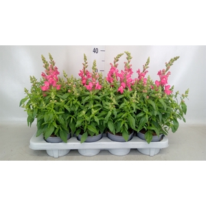 Antirrhinum  'Antirinca Rose'