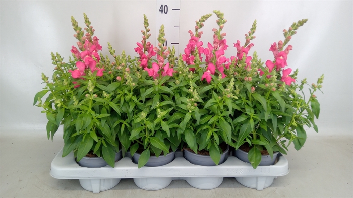 <h4>Antirrhinum  'Antirinca Rose'</h4>