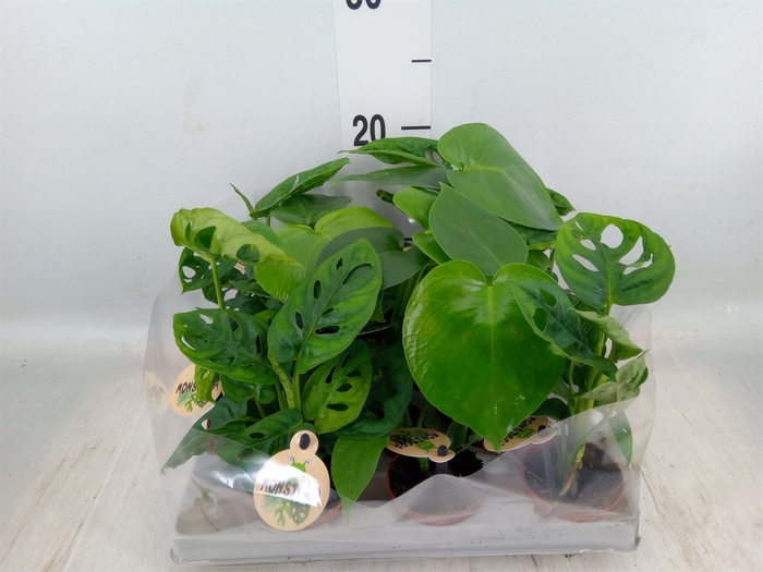 <h4>Monstera   ...</h4>