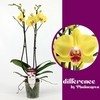Phalaenopsis grootbloemig 2 tak geel LLi 2-60 G Floriclone Limelight