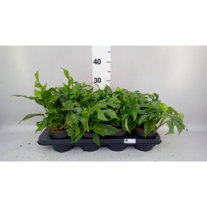 Rhaphidophora tetrasperma