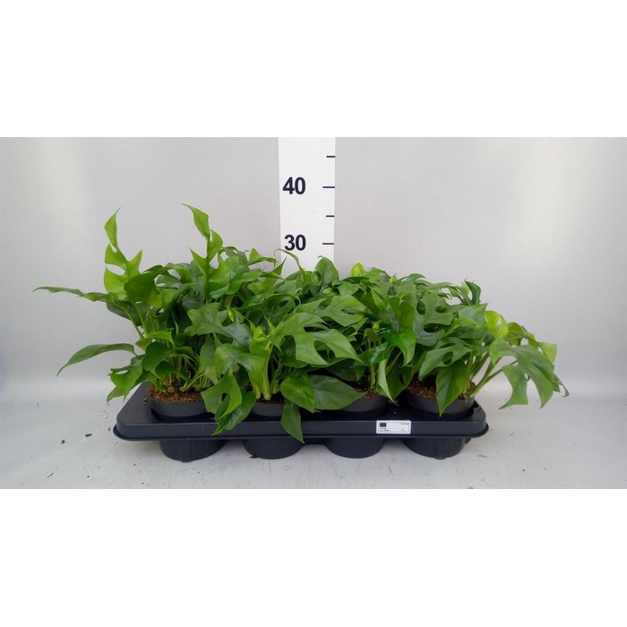<h4>Rhaphidophora tetrasperma</h4>