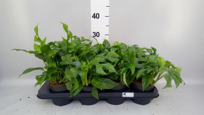 <h4>Rhaphidophora tetrasperma</h4>