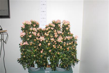 <h4>Rhodo Si Sachsenster Pyramide</h4>