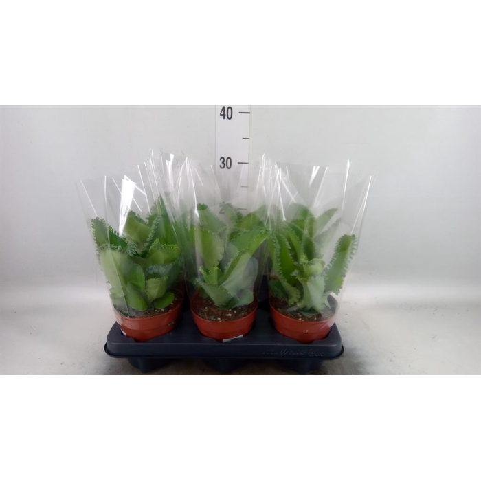 <h4>Kalanchoe NF daigremontiana</h4>