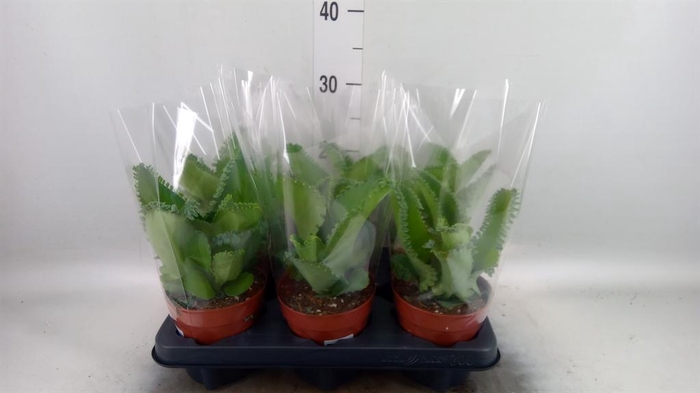 Kalanchoe NF daigremontiana
