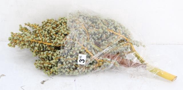 <h4>DADEL TAK 3 KILO</h4>
