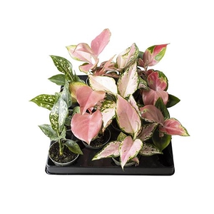 Aglaonema Mix 6Ø 18cm