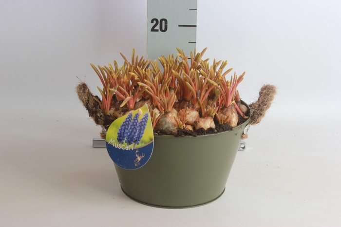 <h4>ARR MUSCARI</h4>