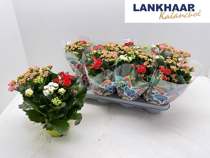 <h4>KAL GE GEM I POT</h4>